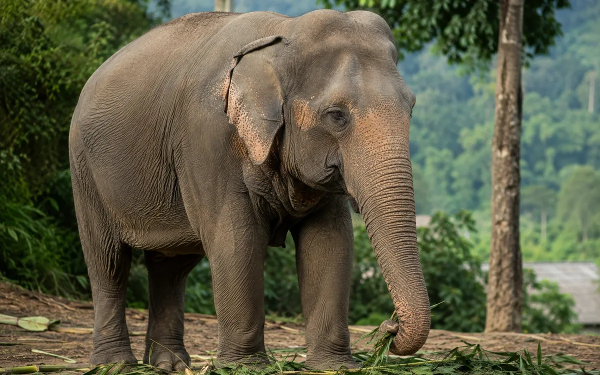 Asian elephant in a natural setting
